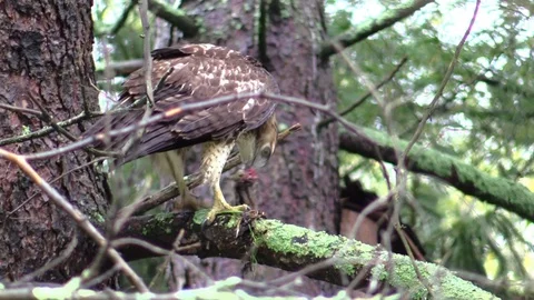 Hawk eating chipmunk on a tree branch turns to face camera Stock Footage 95583437