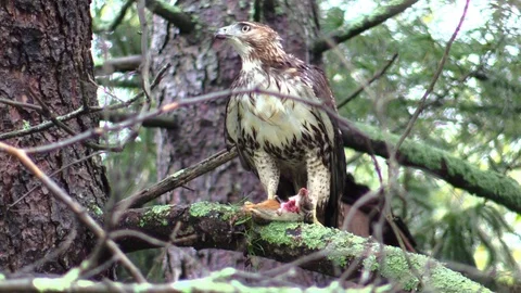 Hawk eating chipmunk on a tree branch facing camera looks around Stock Footage 95583608