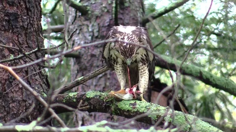 Hawk eating chipmunk on a tree branch facing camera Stock Footage 95583663