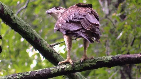 Hawk eating chipmunk veiw from behind closeup Stock Footage 95584452