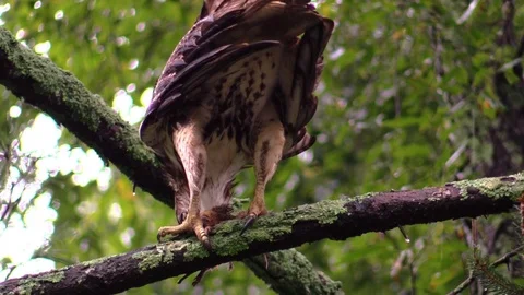 Hawk eating chipmunk veiw from behind closeup quartering away Stock Footage 95585322