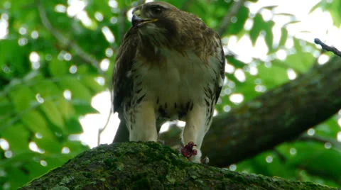 Hawk Eats Prey Handheld Video stock 24723903