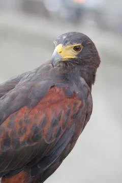 The hawk eye Stock Photos