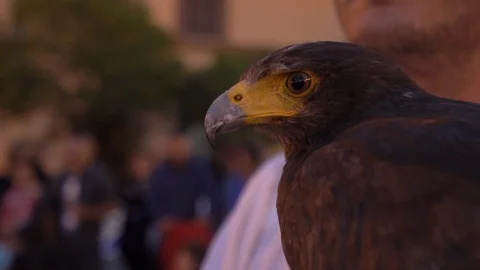 Hawk. Falco Stock Footage 128820275