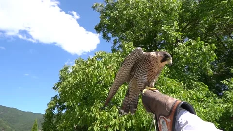 Hawk, falcon, bird Stock Footage 160623950