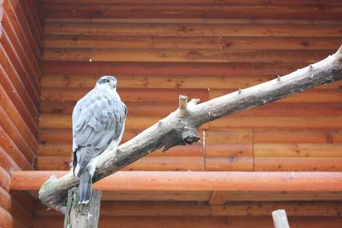Hawk falcon close-up, head and shoulders, yellow beak and reflection in the eyes Stock Photos