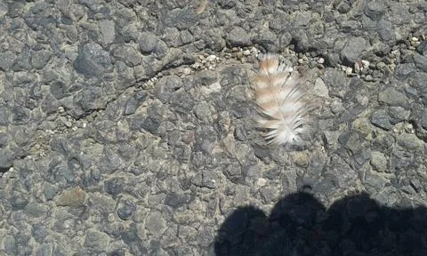 Hawk Feather Stock Photos