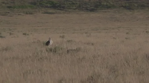 Hawk in a field Stock Footage 166709574
