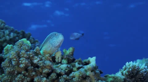 Hawk fish at the coral reef Stock Footage 22735159
