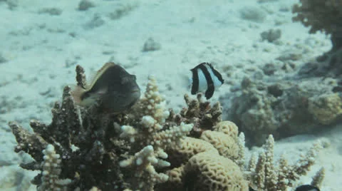 Hawk fish at the coral reef Stock Footage 22735371