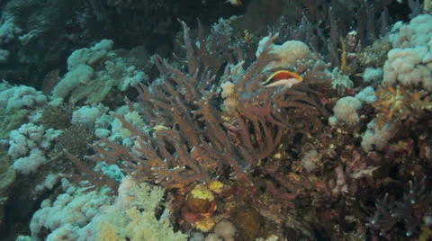 Hawk fish at the coral reef Stock Footage 22737229