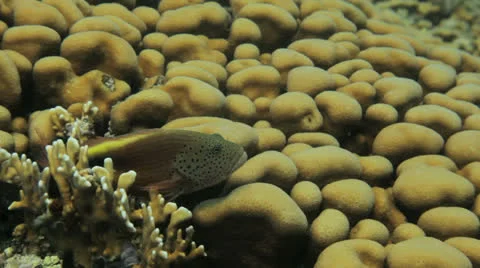 Hawk fish at the coral reef Stock Footage 22740343