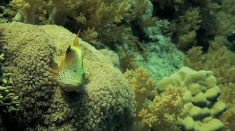 Hawk fish feeding at the reef Stock Footage 22738438