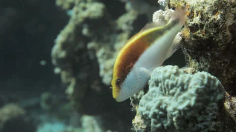 Hawk fish at the reef Stock Footage 22701035