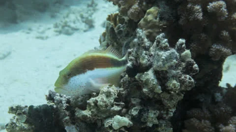 Hawk fish at the reef Stock Footage 22708196