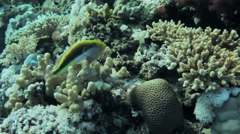 Hawk fish at the reef 動画素材 22710266