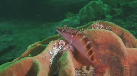 Hawk fish sitting on Soft Coral Stock Footage 436787