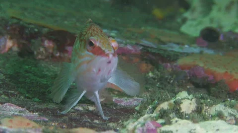 Hawk fish sitting on Soft Coral Stock Footage 436805