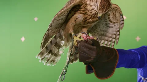 Hawk flies and catches piece of meat with paws to taste Stock Footage 230038726