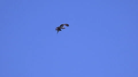 Hawk flies on a clear blue sky. Stock Footage 229426070