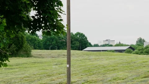 A hawk flies over a mown field, soaring up into the sky. Stock Footage 341337895