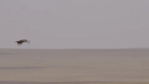 Hawk flies over prairie on cloudy day Stock Footage 81487193
