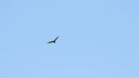 Hawk Flies Overhead Stock Footage 37811393