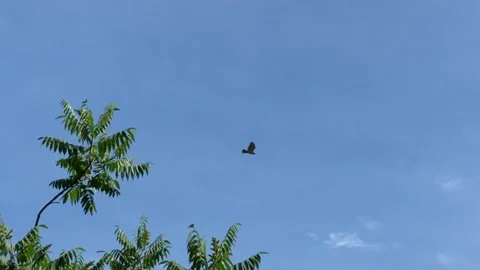 Hawk Flies Through Trees Stock Footage 288041364