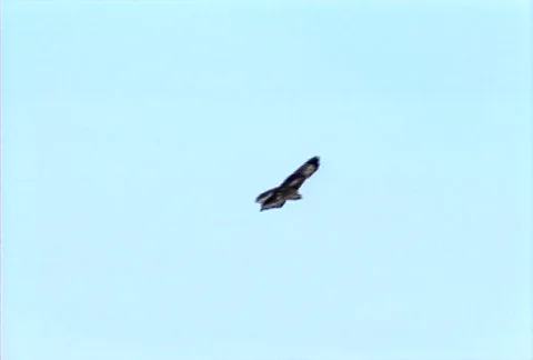Hawk in flight 01 Stock Footage 505287