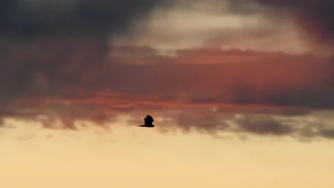 Hawk In Flight Against Foreboding Sky Stock Footage 144363253