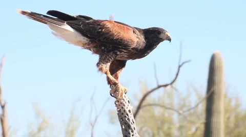 Hawk Flight Stock Footage 1034293