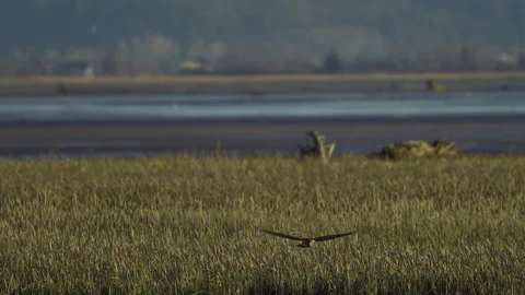 A Hawk In Flight Stock Footage 328680233
