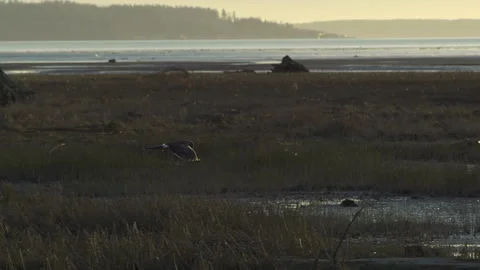 A Hawk In Flight Stock Footage 328680368