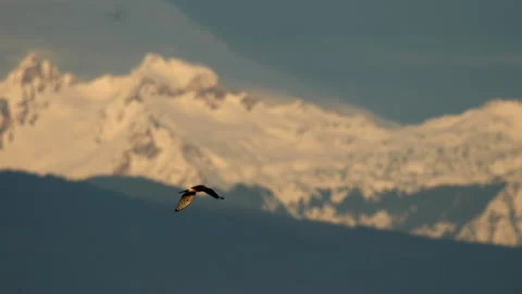 A Hawk In Flight With Mountain Video stock 146937151