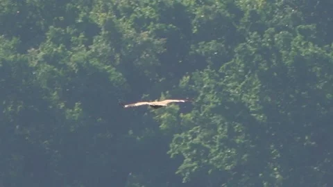 Hawk in flight over the meadow on a hot early morning. Stock Footage 134121830