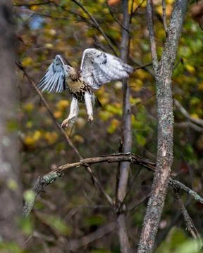 Hawk in Flight Stock Photos