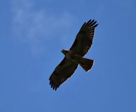 Hawk in Flight Stock Photos