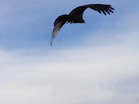 Hawk in Flight Stock Photos