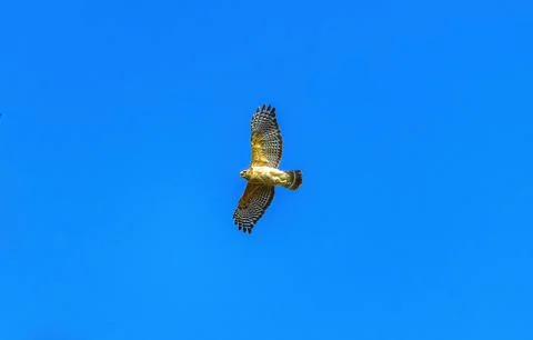 Hawk in Flight Stock Photos