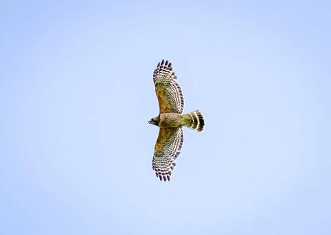Hawk In Flight Stock Photos