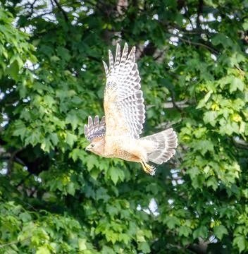 Hawk in flight Stock Photos