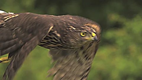Hawk flight. Ultra slow motion hispeed  2000fps. Video stock 92910549