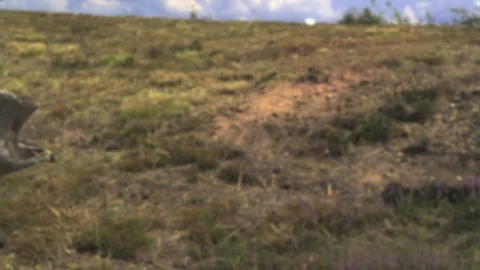 Hawk flight. Ultra slow motion hispeed  2000fps. Video stock 92912256