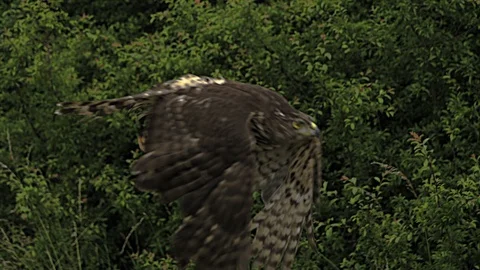 Hawk flight. Ultra slow motion hispeed  2000fps. Video stock 92912307