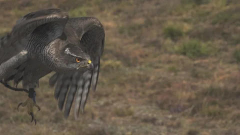 Hawk flight. Ultra slow motion hispeed  2000fps. Video stock 92912425