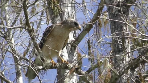 Hawk in Florida Video stock 148476012