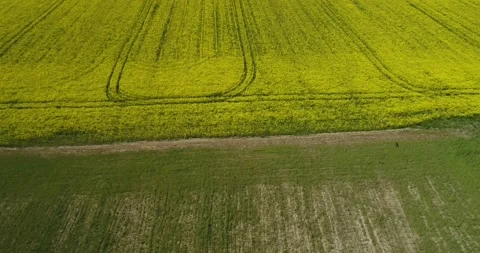 A hawk fly over agricultural fields. Wild Bird life in the natural environment. Stock Footage 131316680