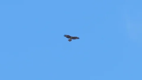Hawk Fly slow motion Stock Footage 77555433
