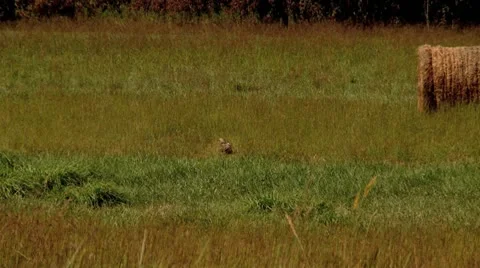 Hawk fly to tree Stock Footage 11877847