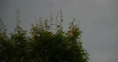 Hawk flying across The Stormy cloudy sky Stock Footage 207928464